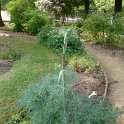 Ferula communis